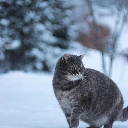 Lodge Petrovmotopunkt Yaremche